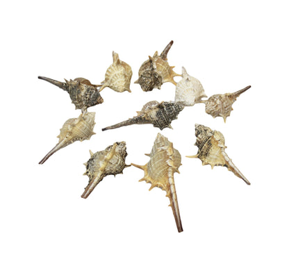 10 Piece Seashells Beach Fish Tank Display Assorted Seashells 4531 p