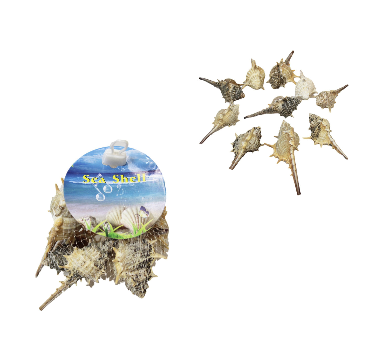 10 Piece Seashells Beach Fish Tank Display Assorted Seashells 4531 p